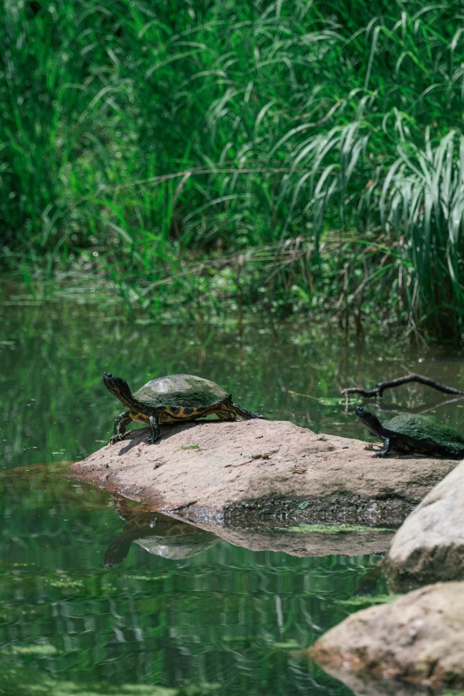 a couple of small turtles sitting on top of a rock in water