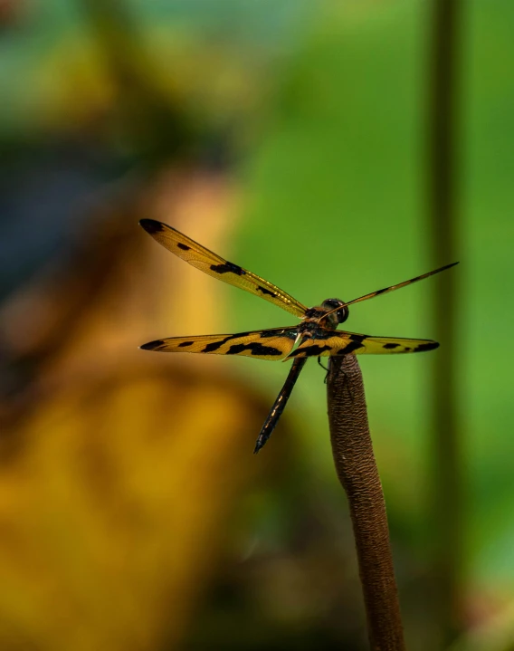 an insect rests on a stalk that has it's wings folded