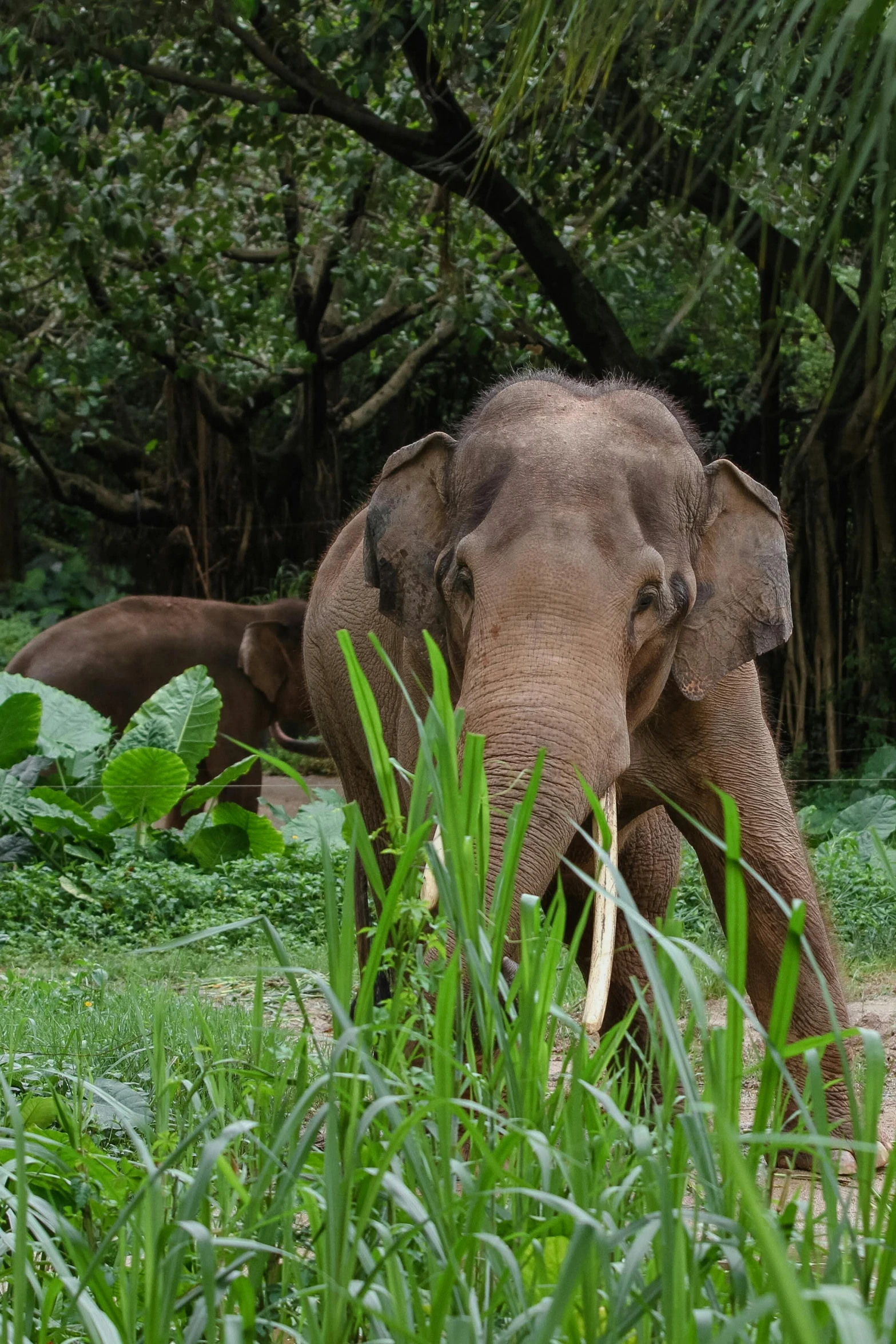 an elephant in the middle of a lush forest