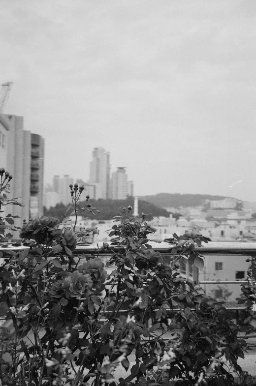 black and white pograph of the city with birds and fruit trees