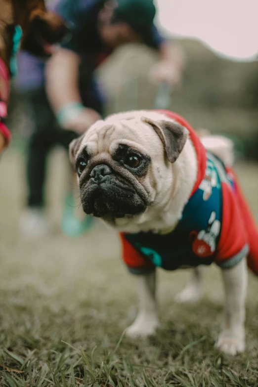 a pug with a red sweater around it standing in the grass