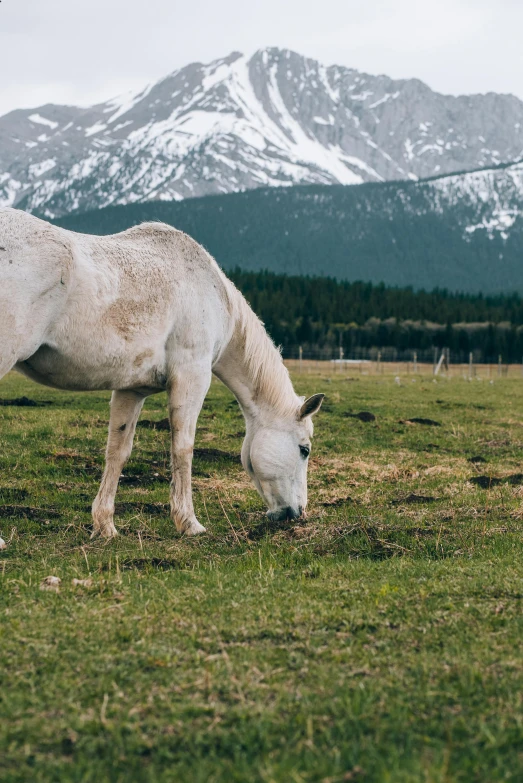 a horse grazing in an open grass field in front of mountains