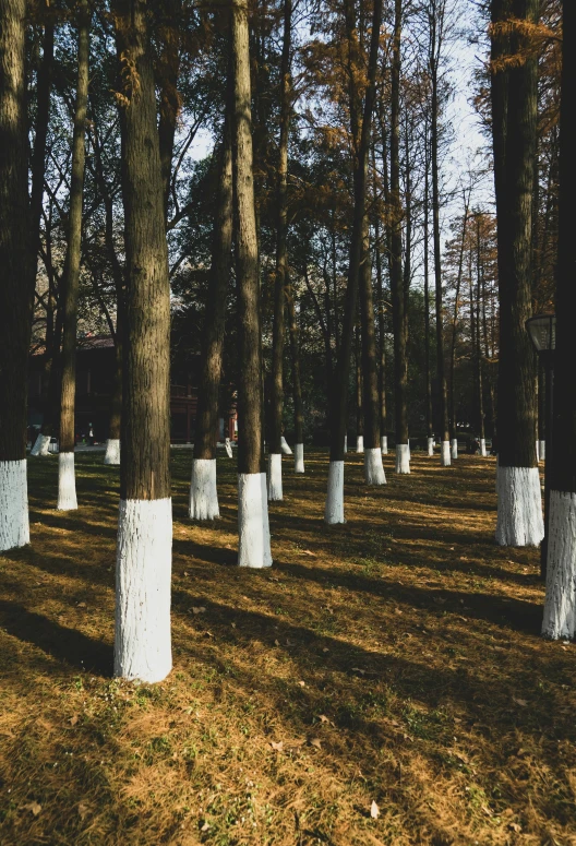 many trunks lined up in the grass and one is in the woods