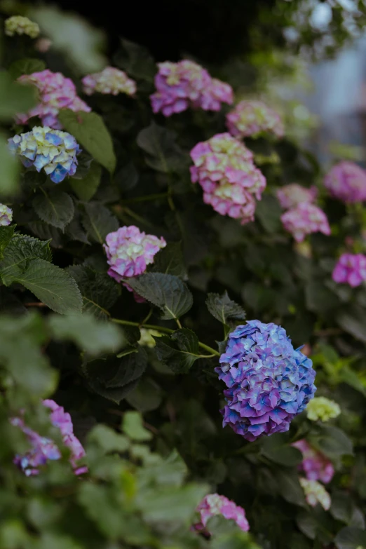 purple and white flowers are seen in this pograph