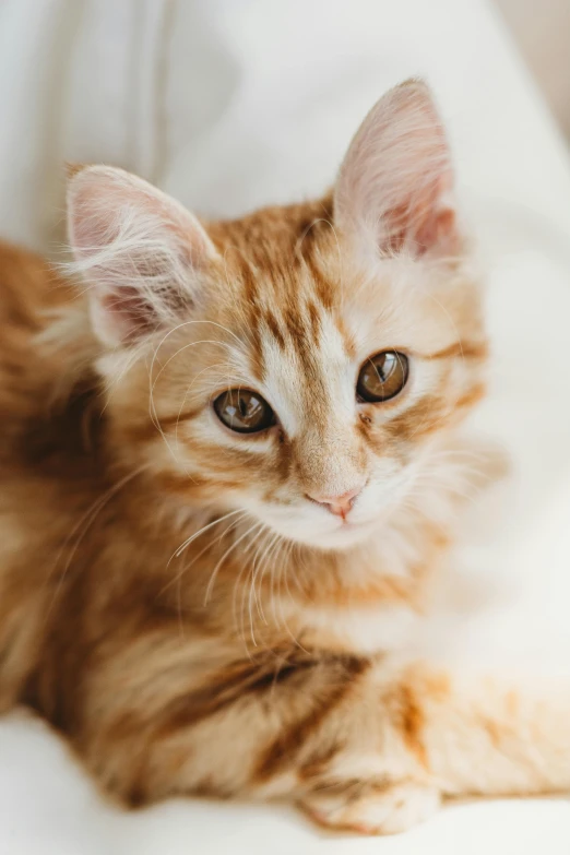 small, kitten sitting on white sheets with blue eyes