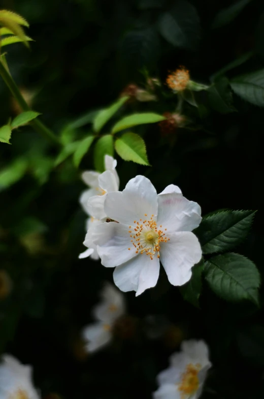 a white flower with two petals in the middle