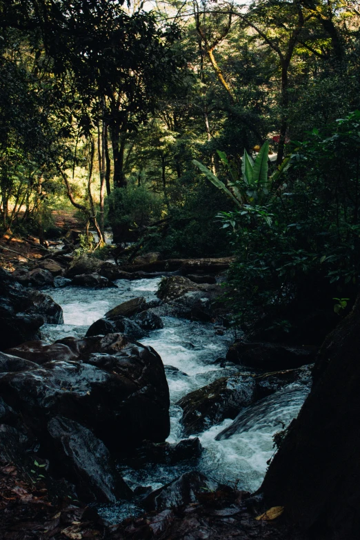 water flowing down stream next to a forest