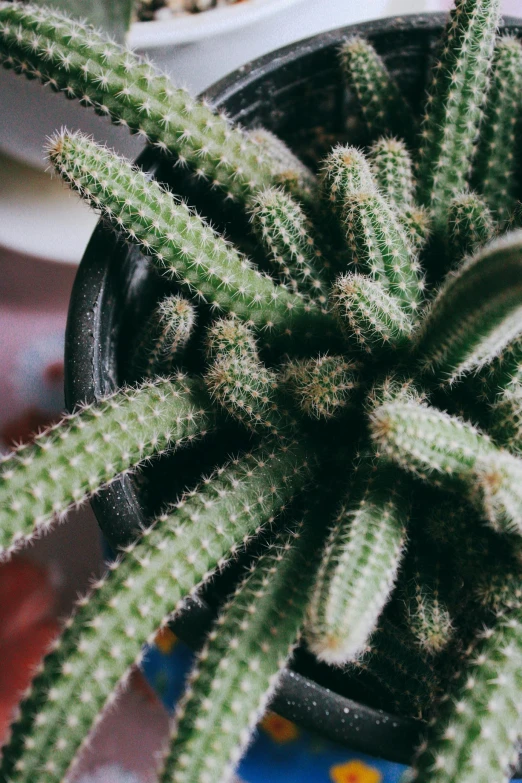 a close up s of the top of some plants