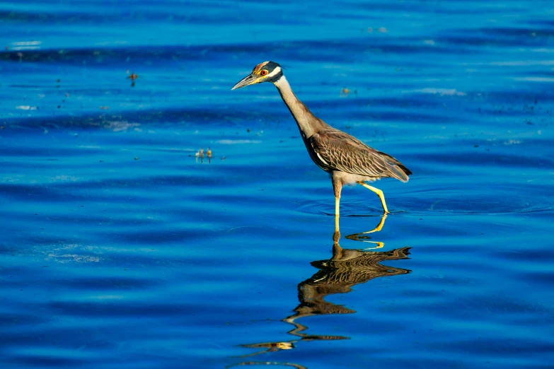 a heron is wading through the water with it's beak up