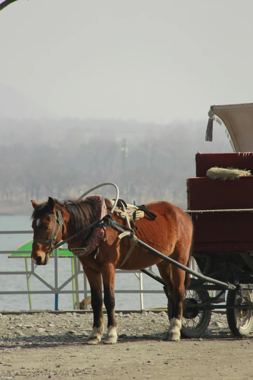 a horse and buggy with no riders standing on the side of the street