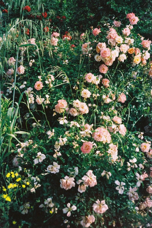 some pink flowers in a garden near many yellow flowers