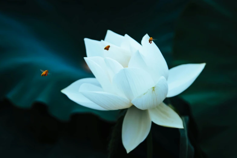 the lady bug is sitting on the beautiful flower