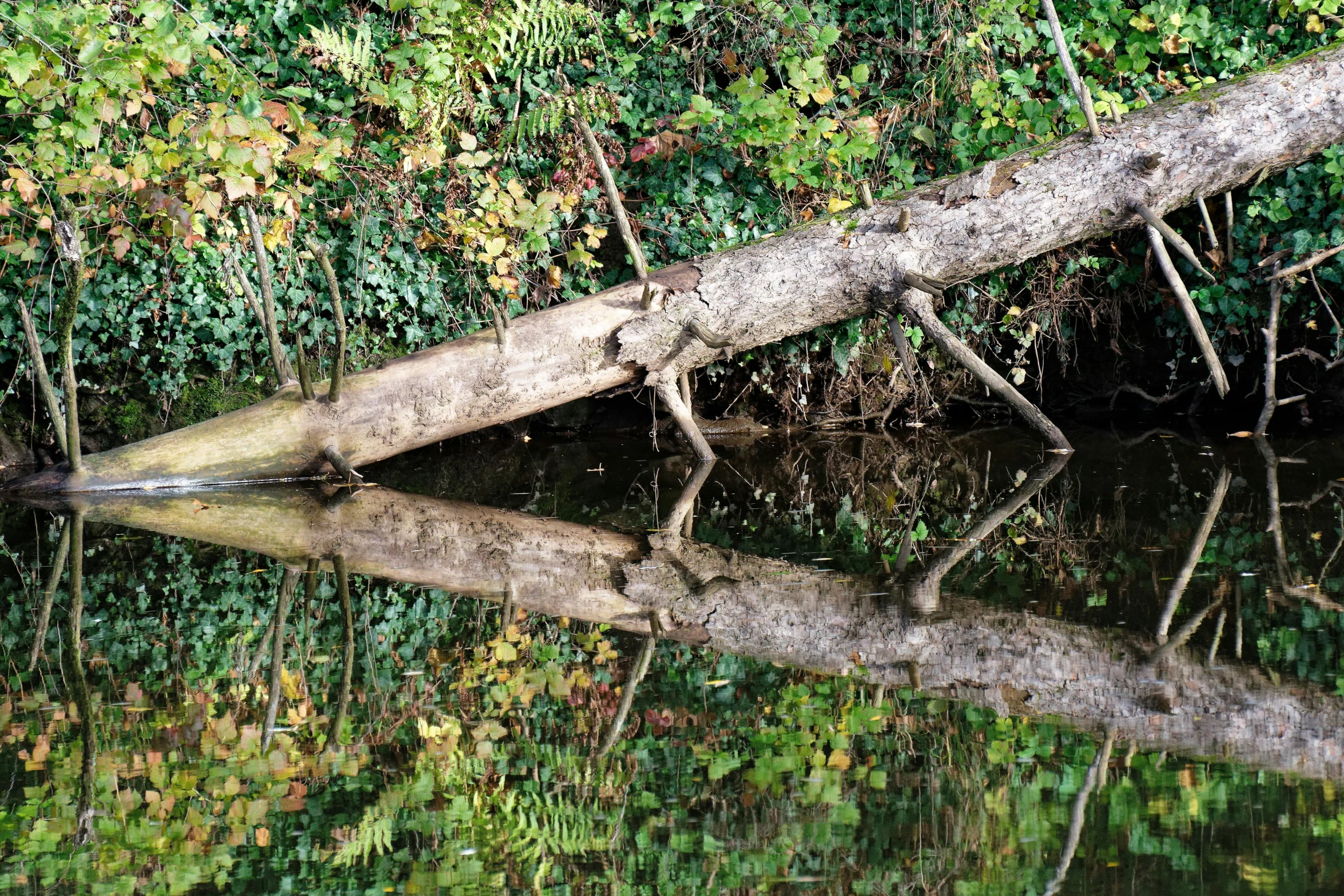 a fallen tree laying on top of a body of water