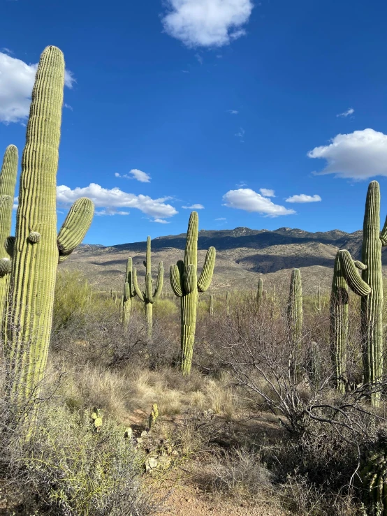 cactus garden with saguados and desert sky in background