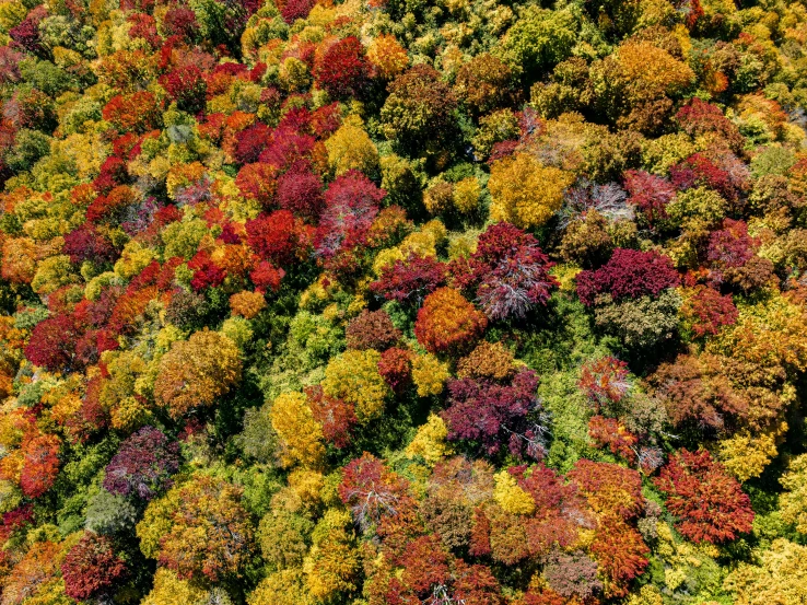 a bunch of different colored trees in the woods