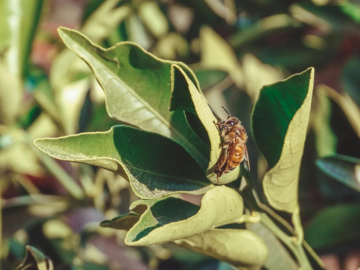 a tiny insect is crawling on the leaves