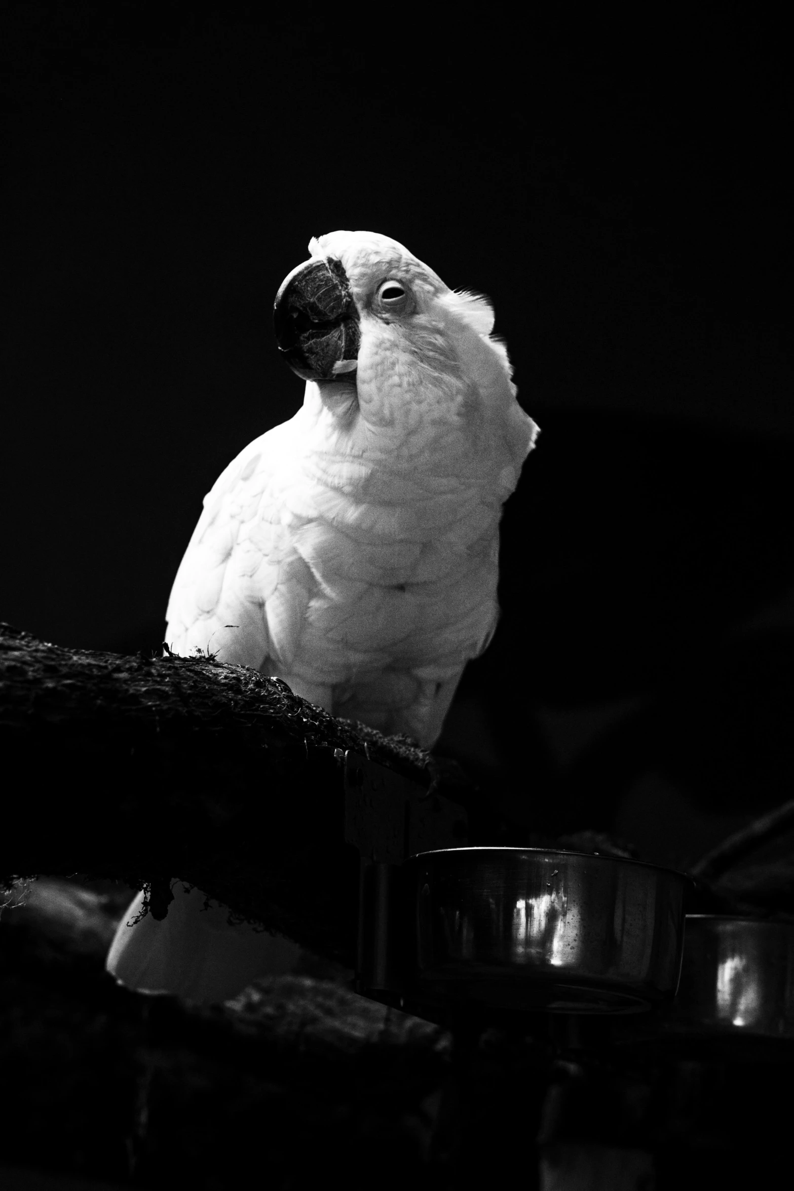 a bird sitting on the arm of someone holding soing