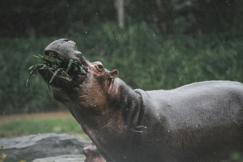 a hippo is holding leaves in its mouth