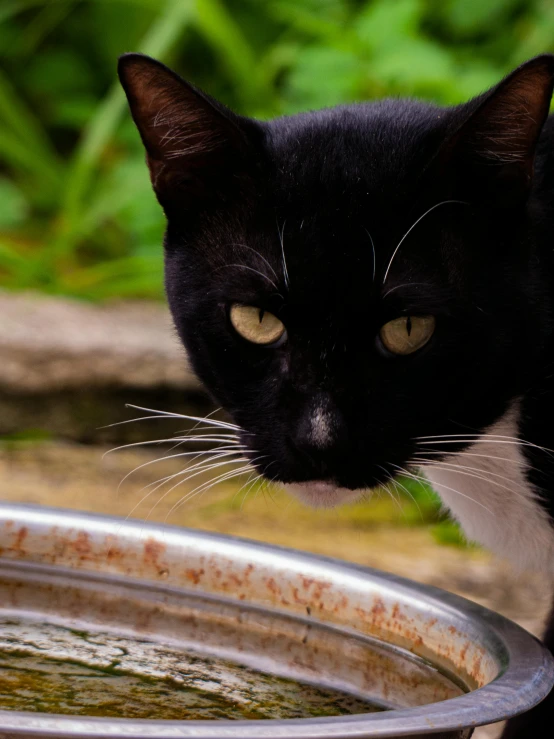 a black cat looking intently at the camera