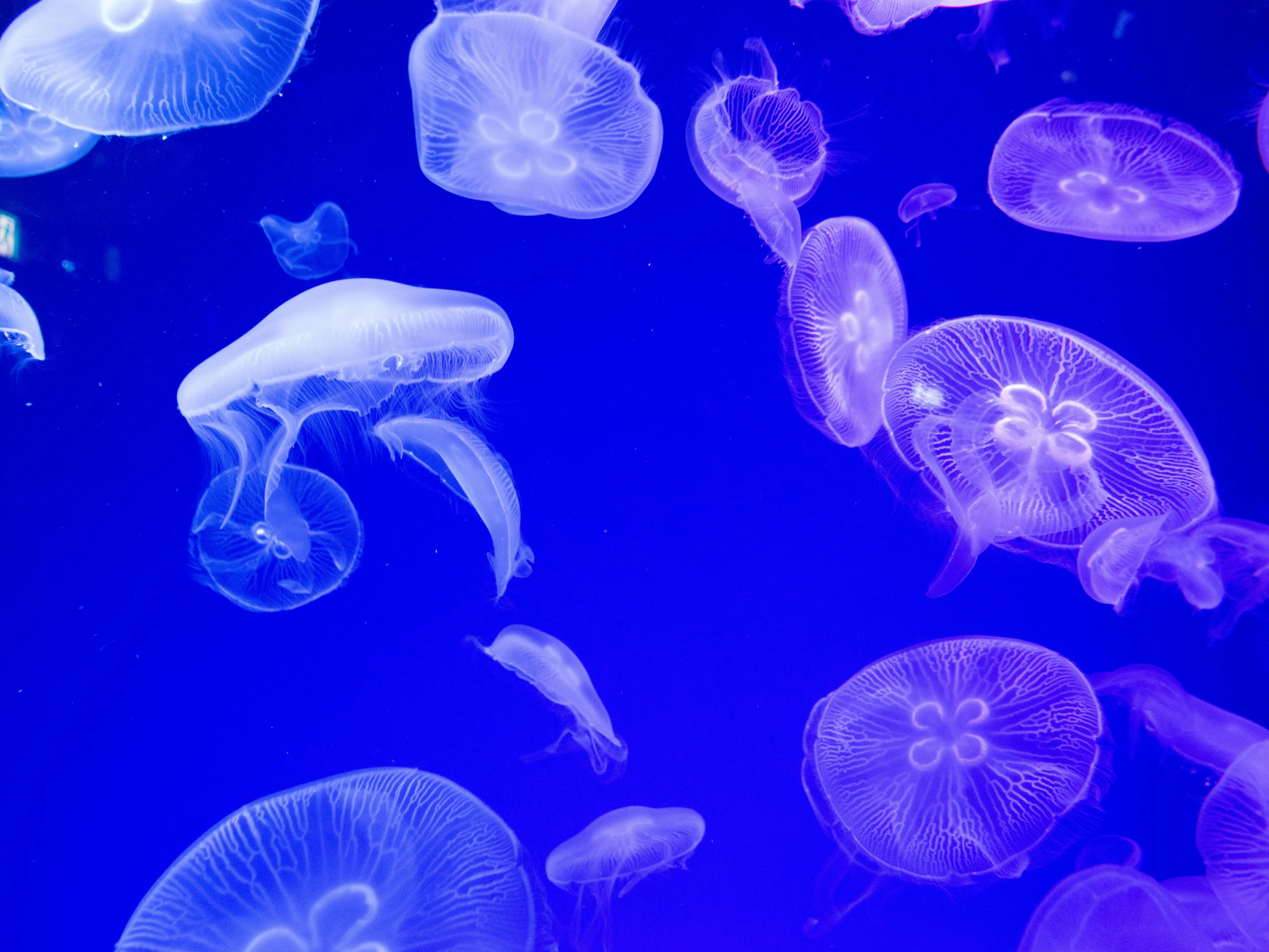 a purple background shows various colorful jellyfish