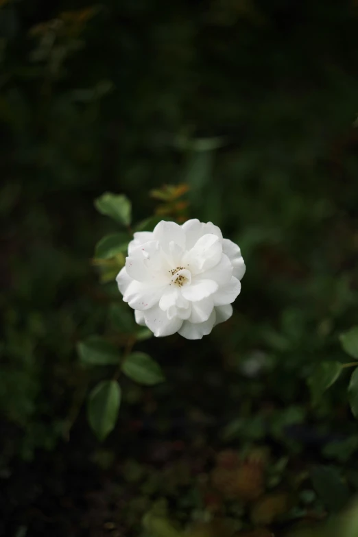 a white flower growing out of the ground