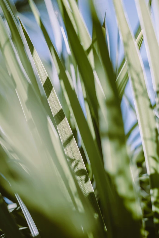 close up of some plants with leaves and sky in the background