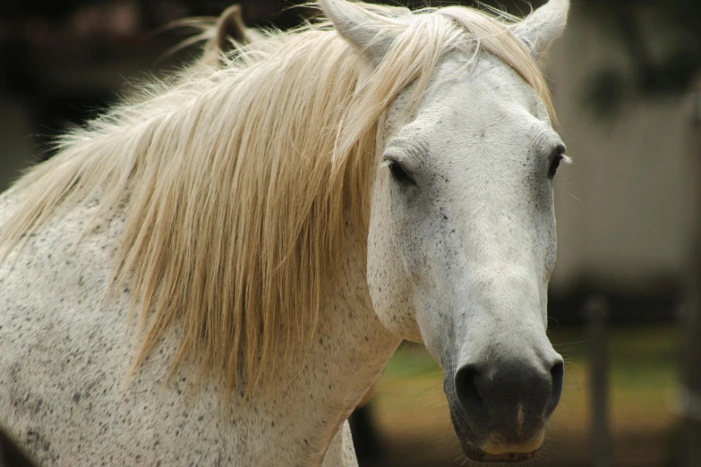 a white horse has a blonde mane and blue eyes