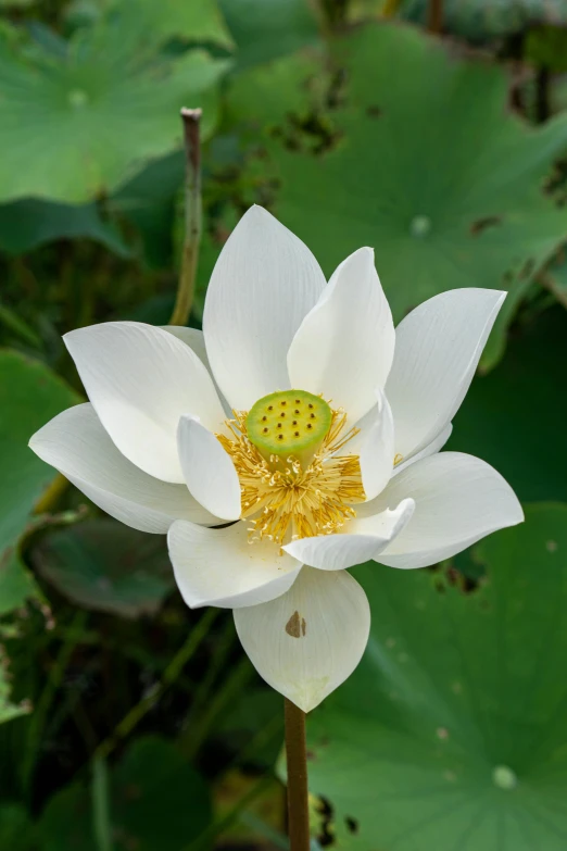 a close up of a flower with a bunch of leaves