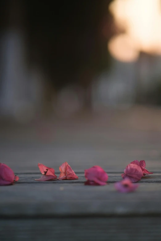 rose petals are placed on the pavement near the street