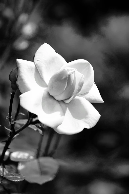 a black and white po of a flower in bloom
