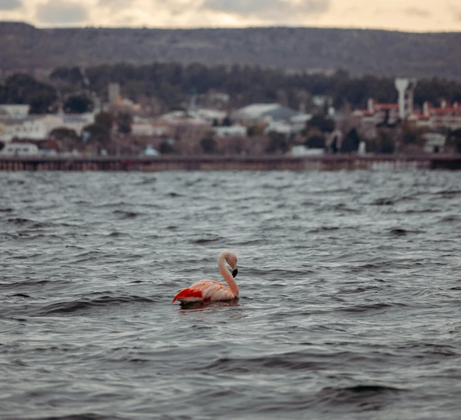 a swan floating on top of a body of water