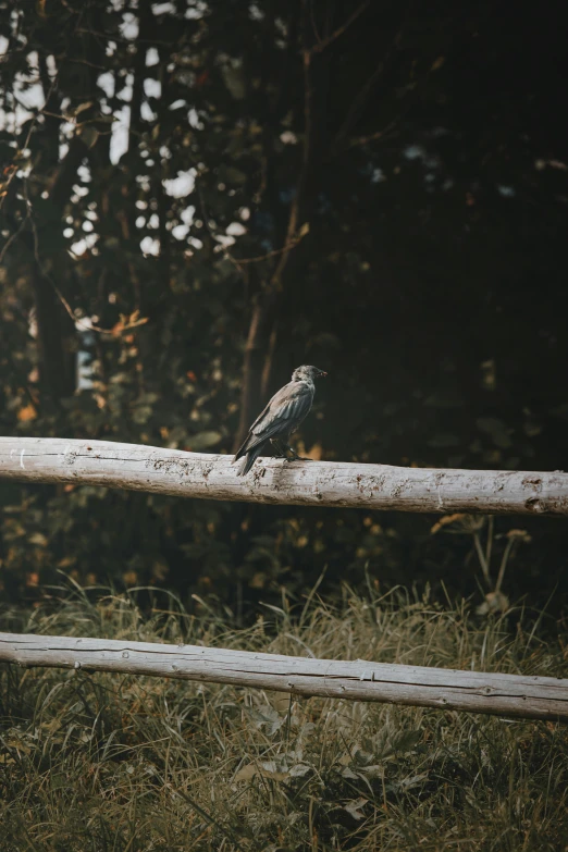 a small bird perched on the fence with trees in the background