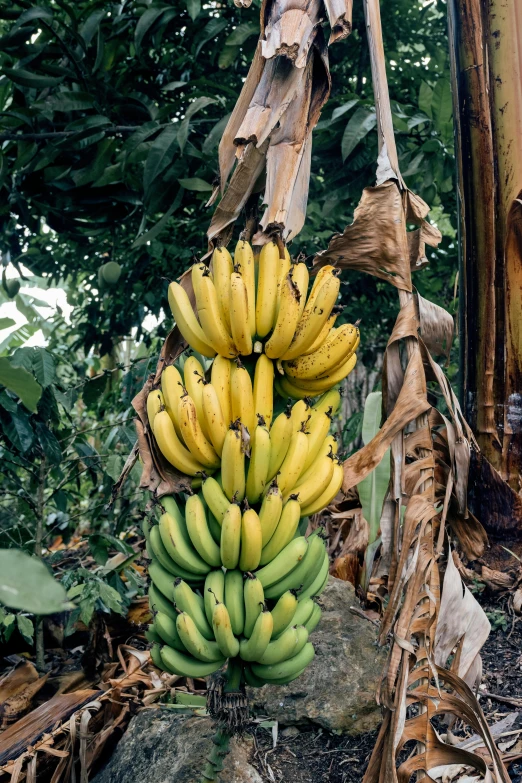 a bundle of green and yellow bananas hanging from a tree