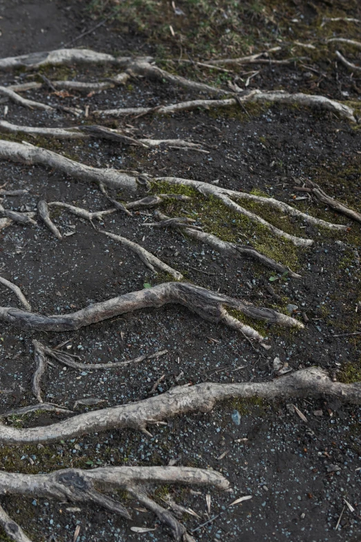 trees without leaves are arranged in a pattern