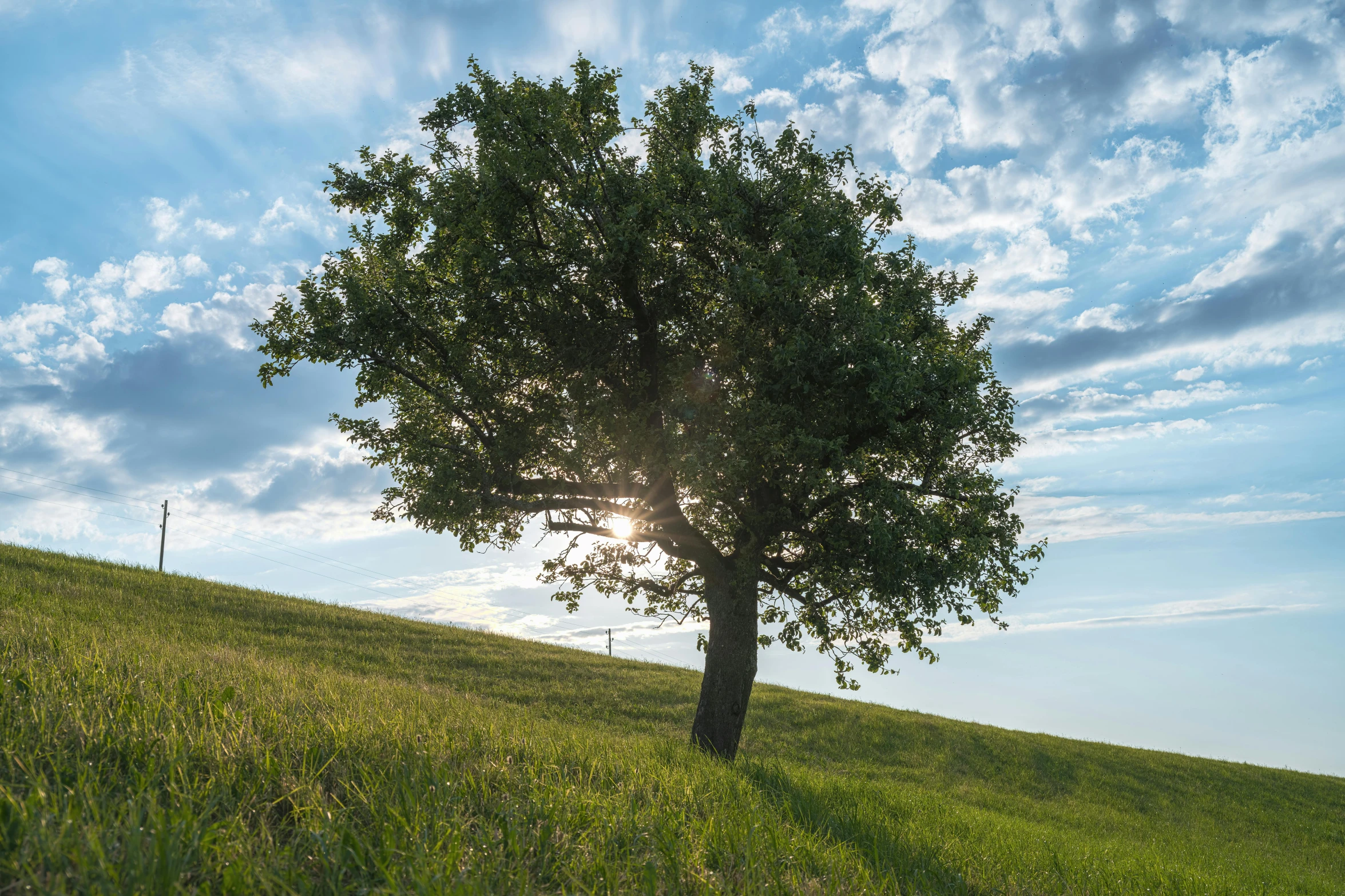 tree on a grassy hill with sun peeking through clouds