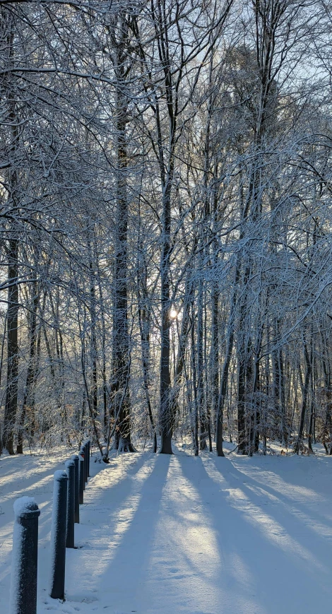 this is a snowy field with a tree and fence