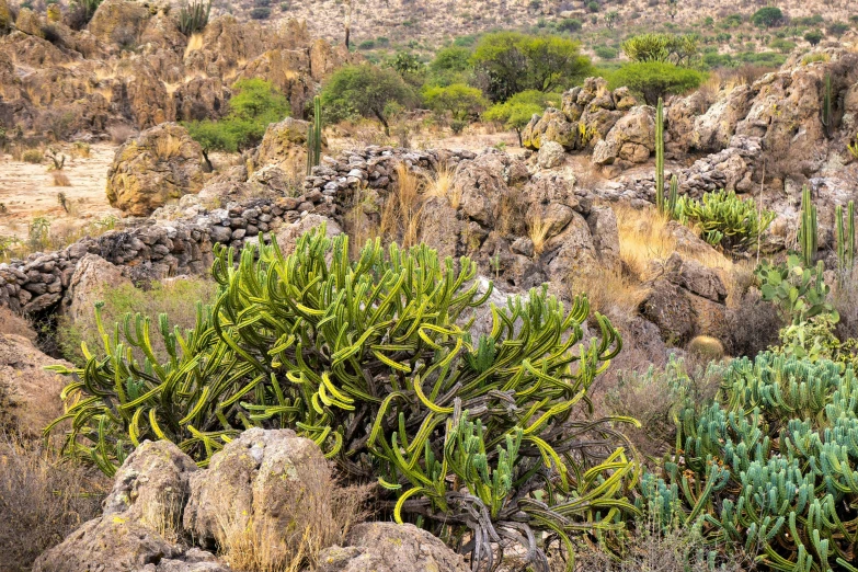 plants grow on the side of an old wall in the desert