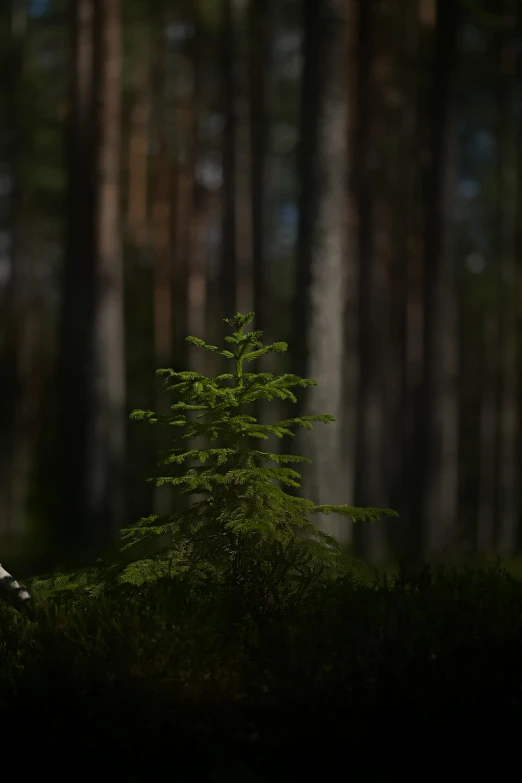 a single small tree in the middle of a forest