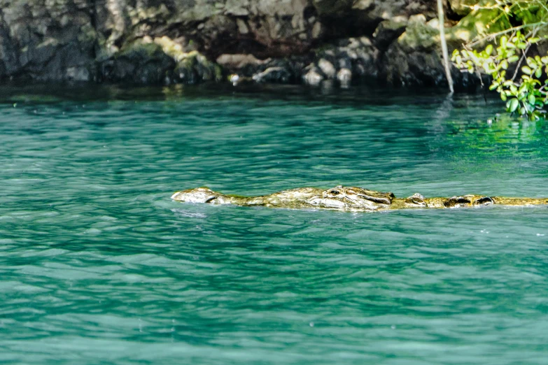 an alligator in the water looks like a swimming device