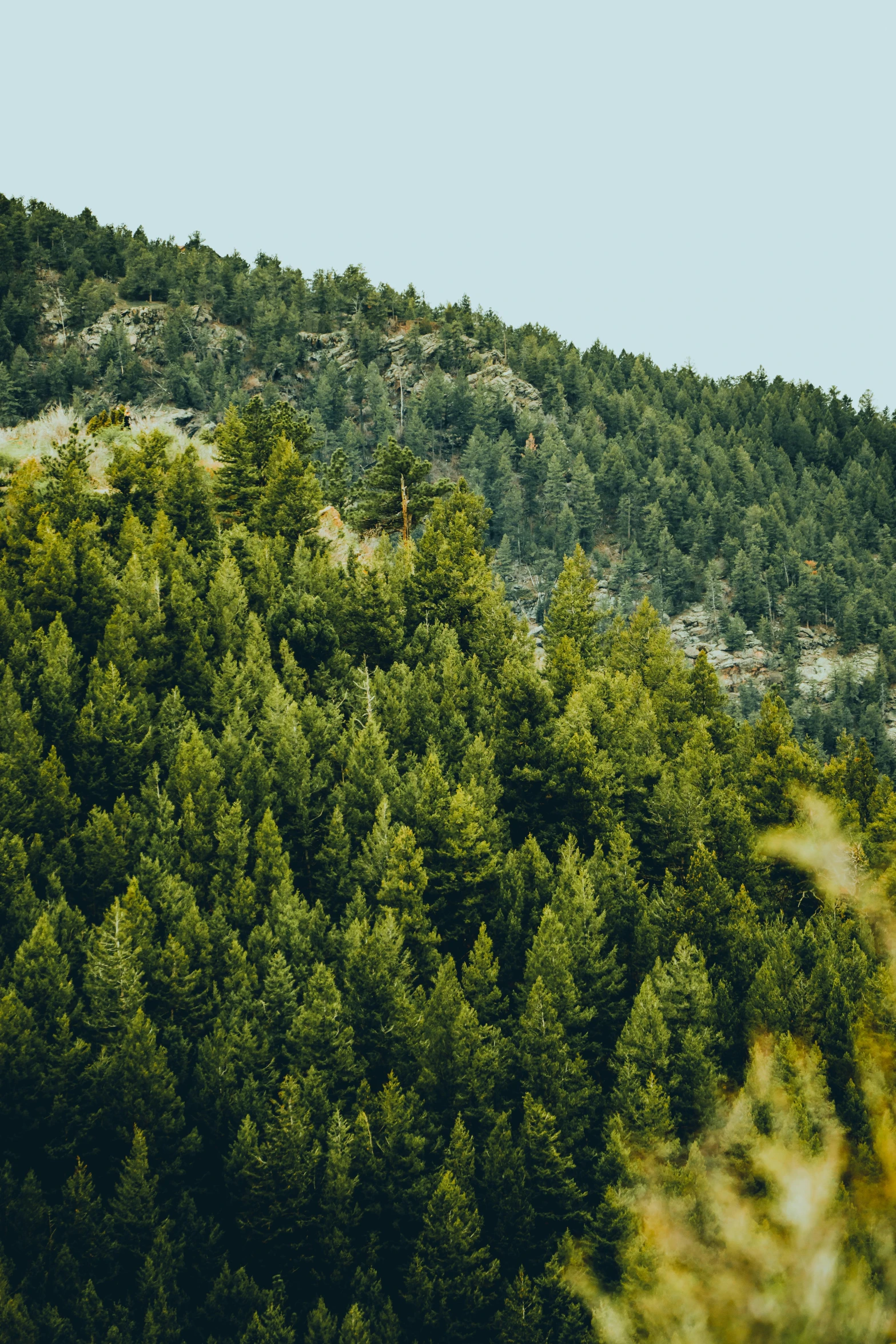 the tree tops are all green on the hill