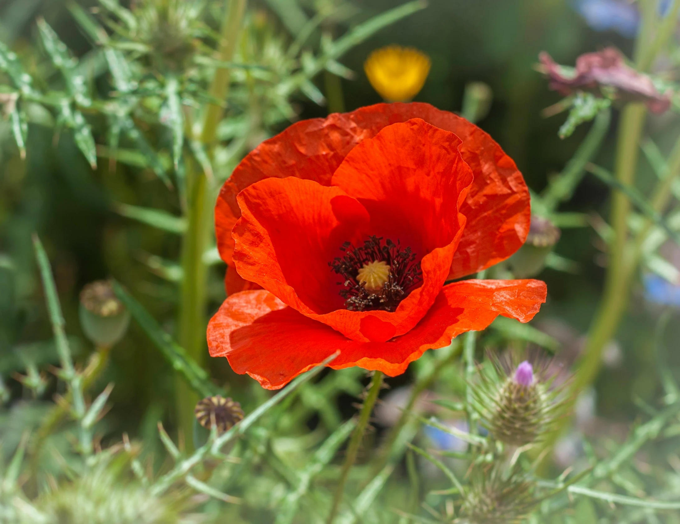 two red flowers that are on the top of a plant