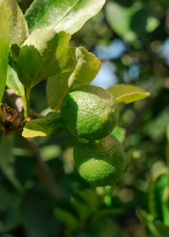 a close up of green fruit on a tree