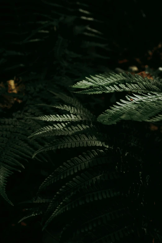 close up of a group of green fern leaves