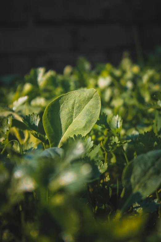 a close up of a green leaf with light shining through it