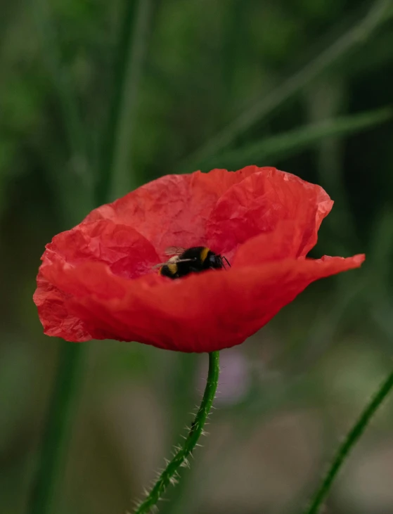 a bee sits on the center of a flower