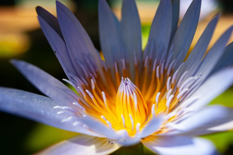 this po features a white and blue flower