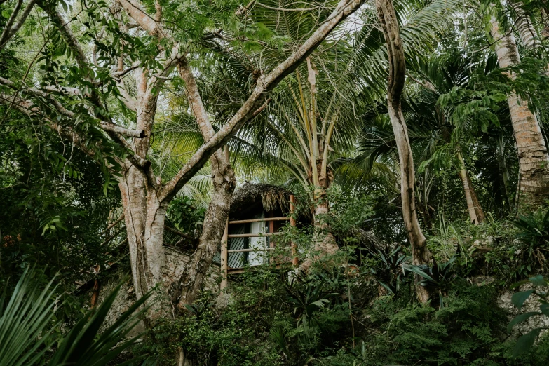 a window is seen between some trees and leaves