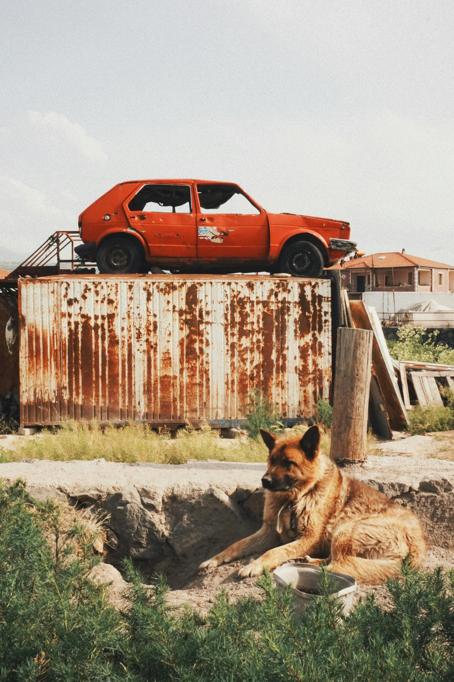 the dog is laying on the ground beside the red car