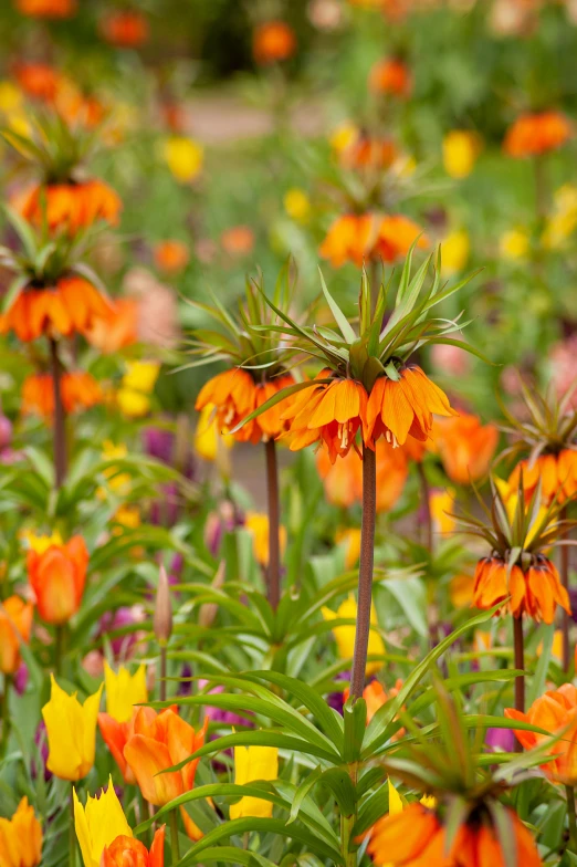 colorful flower gardens are blooming in the sun