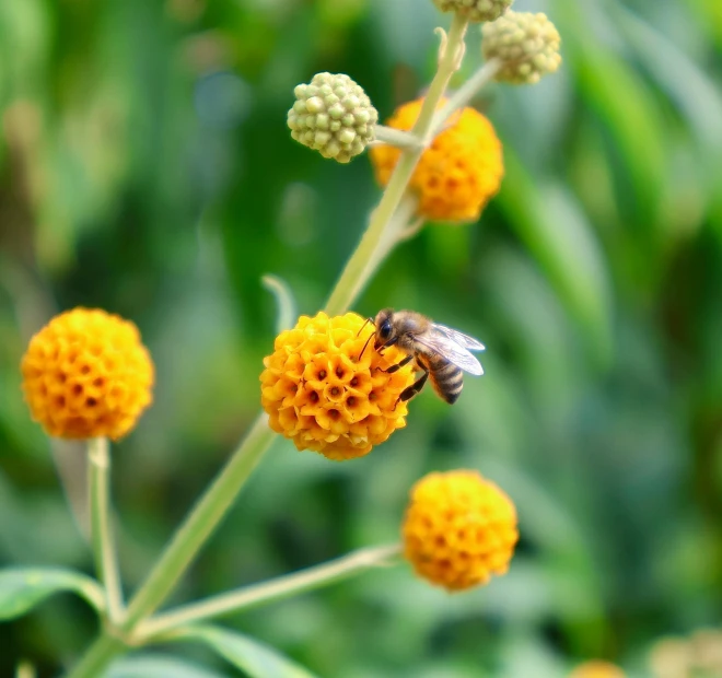 a yellow flower with some black and white spots